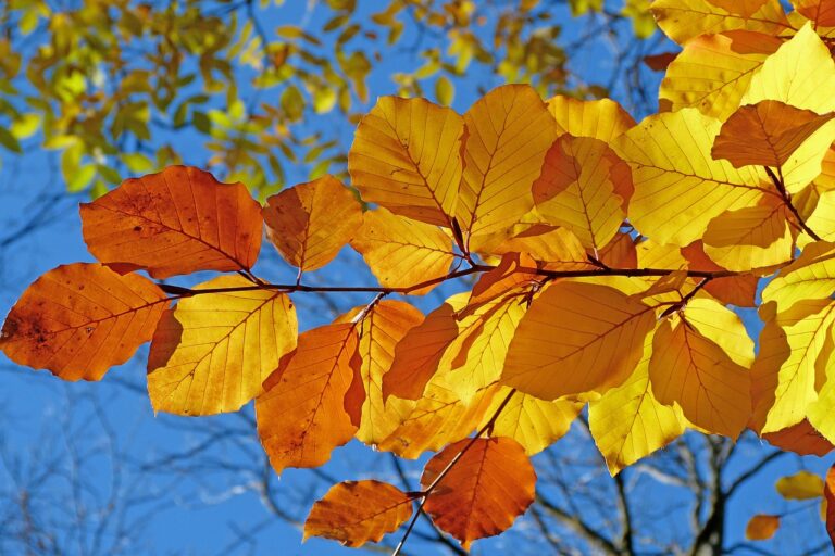 紅葉デートに最適なおすすめプランは？
