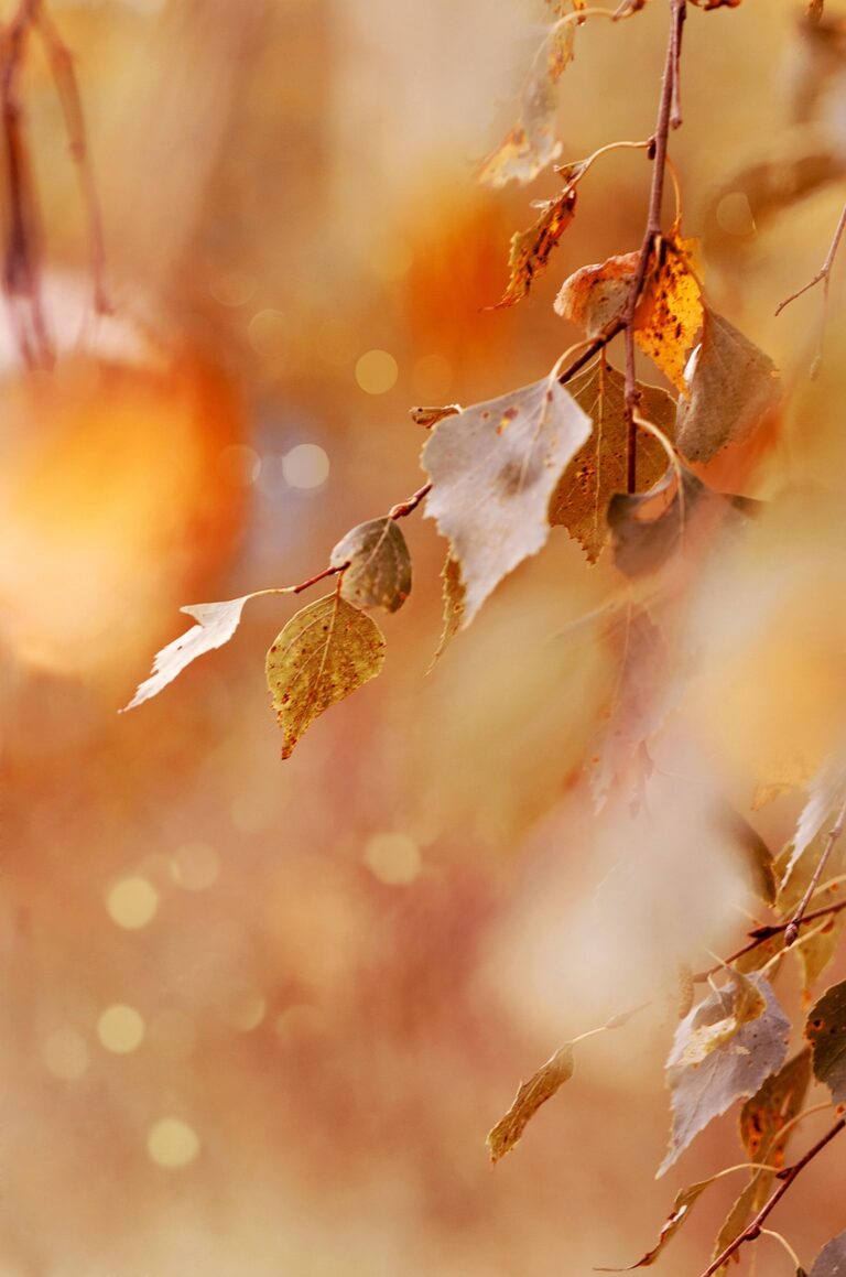 紅葉宿のプラン予約はどれが最適？