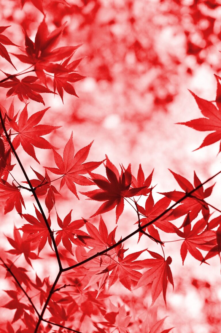 紅葉宿の評判や注意点は？
